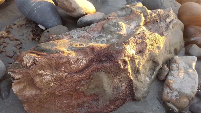 Paleontolog amatér nalezl velrybí lebku starou 8 miliónů let